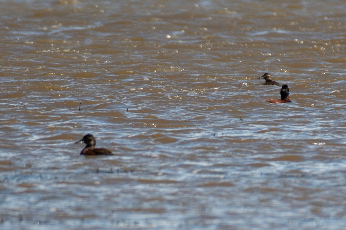 Andean/Lake Duck - ML612899549