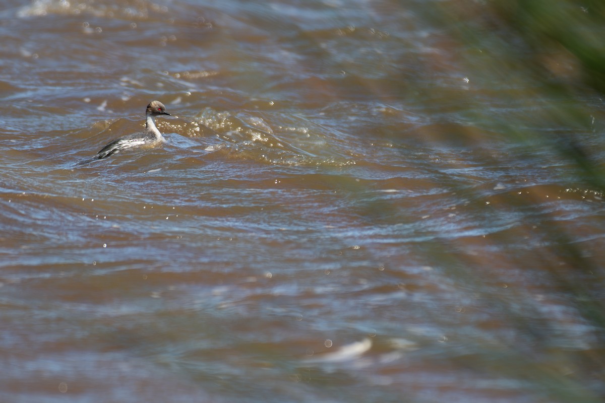 Silvery Grebe (Patagonian) - ML612899557