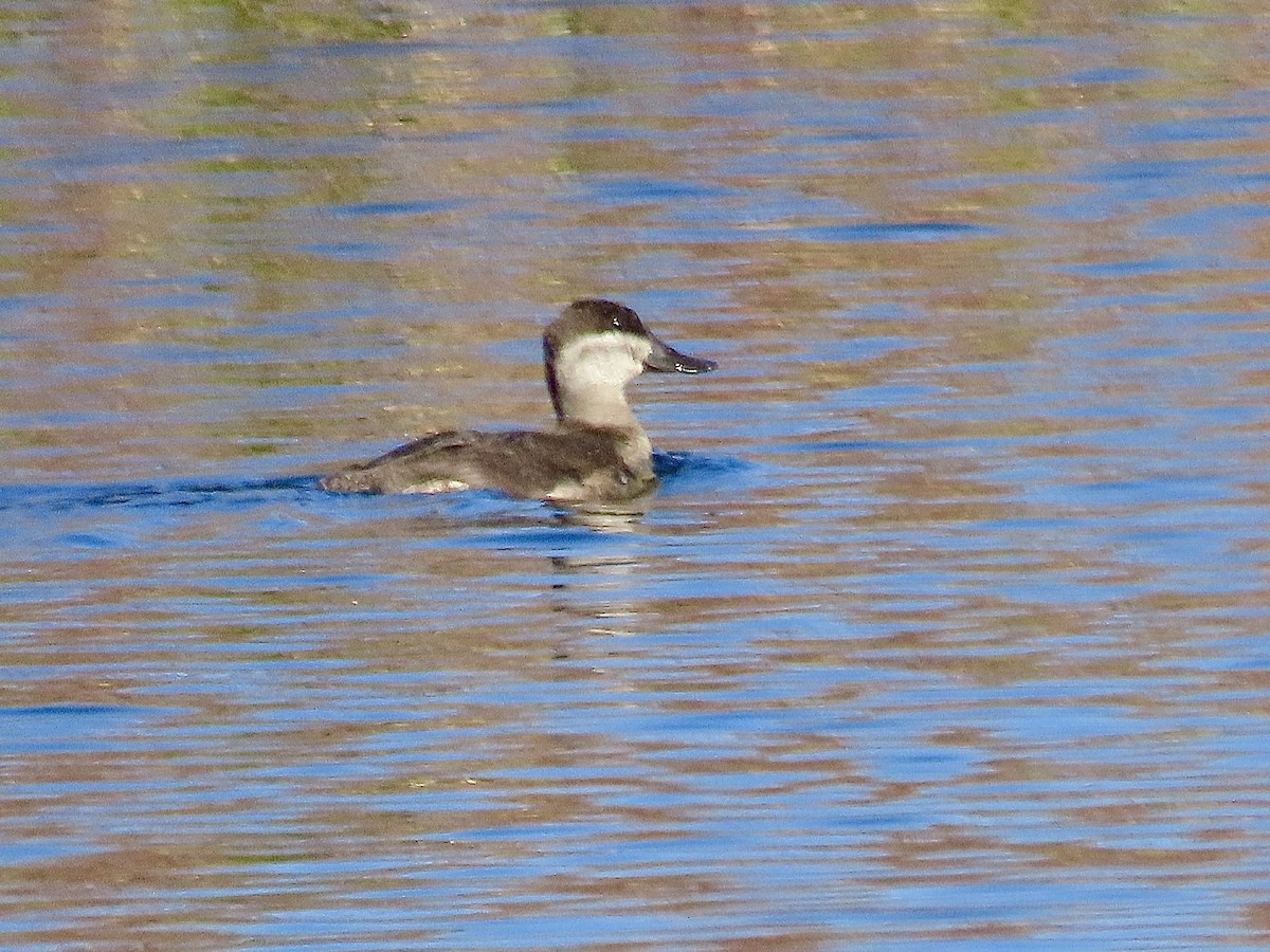 Ruddy Duck - ML612899637