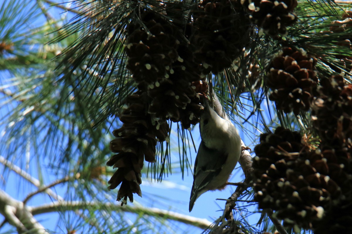 White-breasted Nuthatch - ML612899668