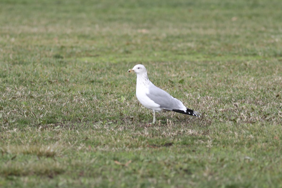 California Gull - ML612899669