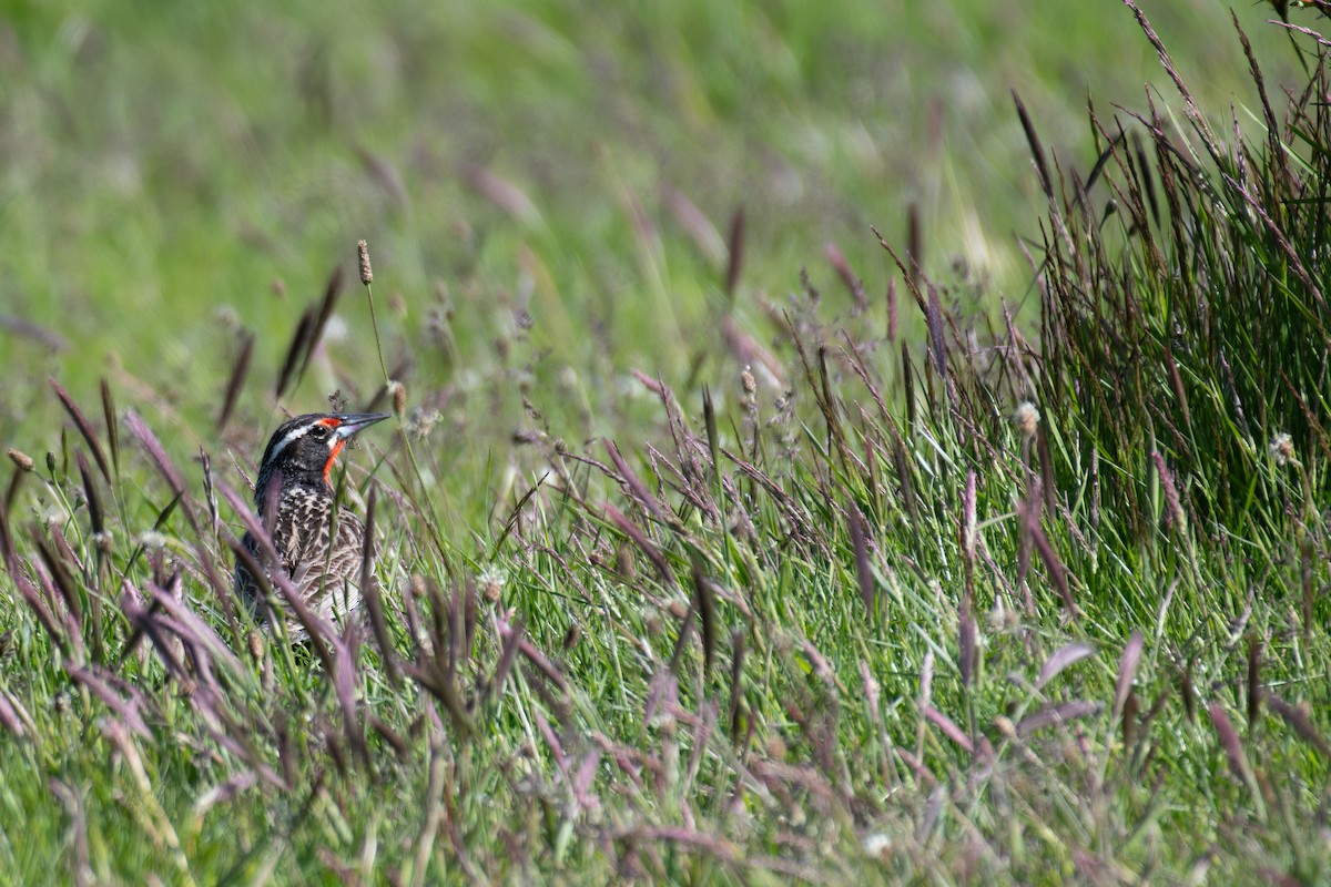 Long-tailed Meadowlark - ML612899678