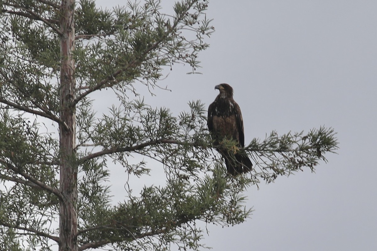 Bald Eagle - Gil Ewing