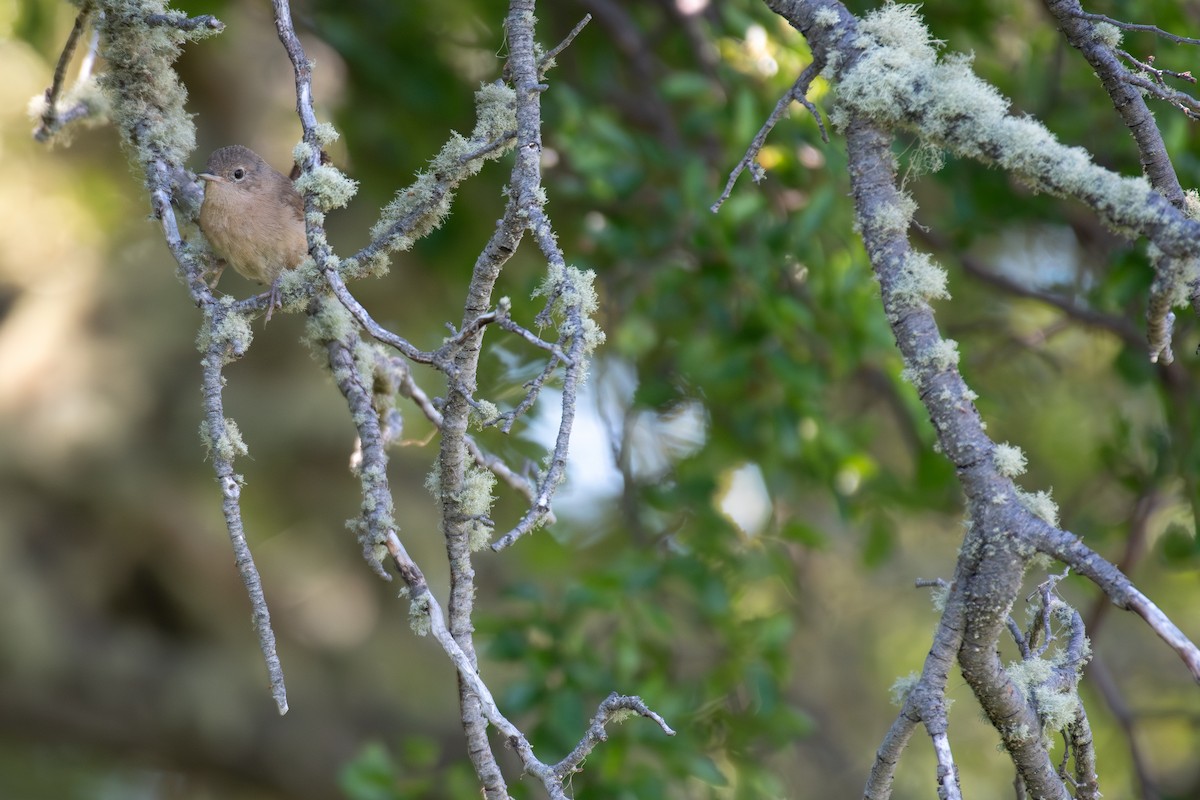 House Wren (Southern) - Rajan Rao