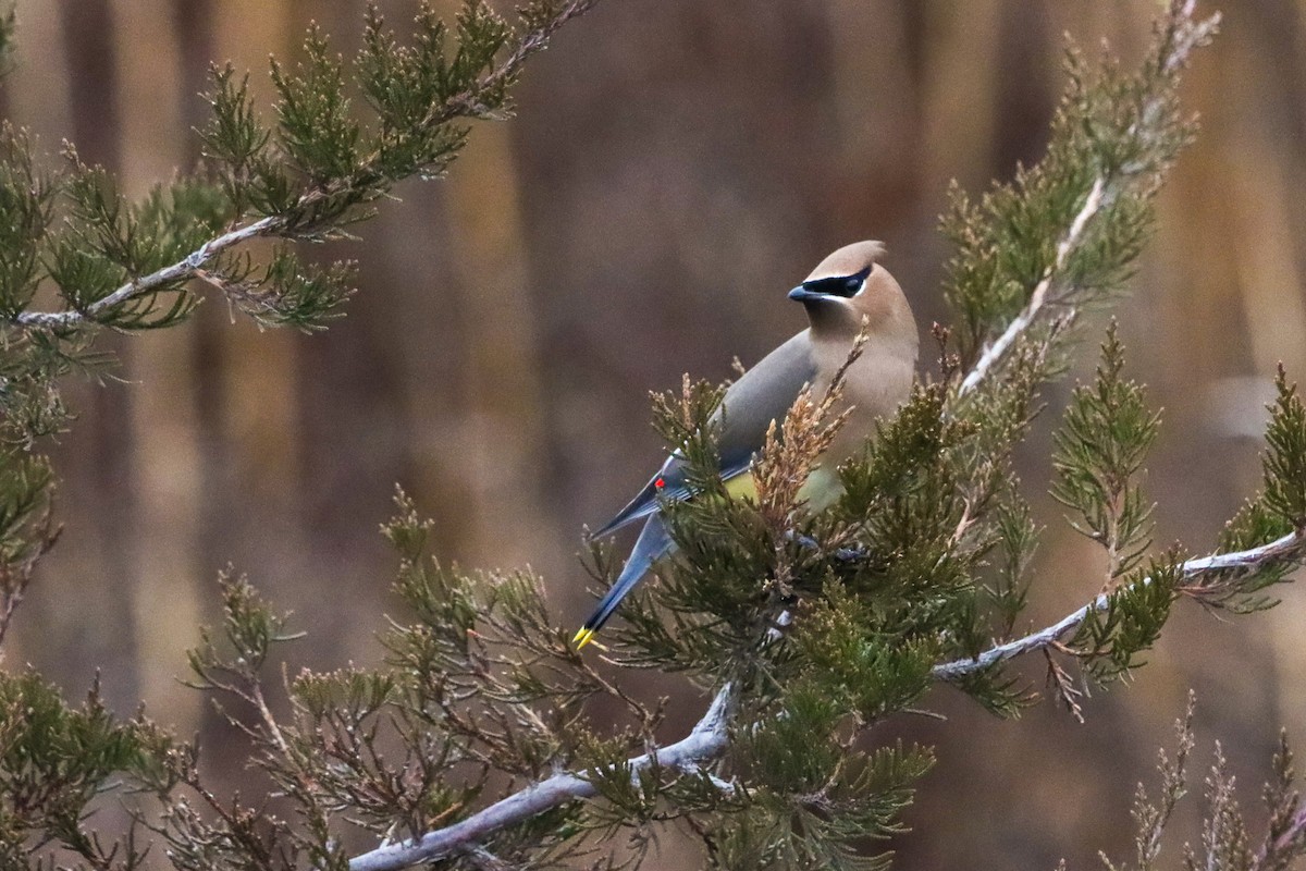 Cedar Waxwing - Lisa Bacon