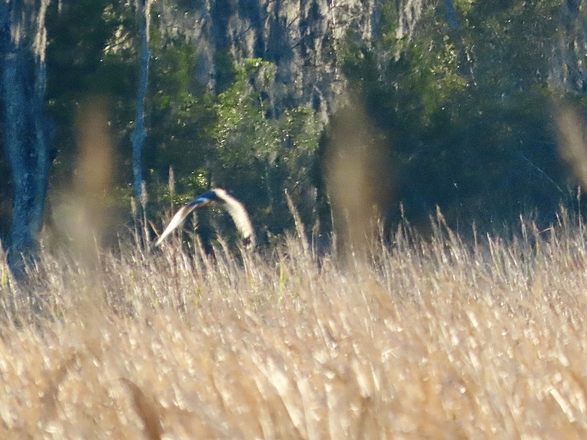 Northern Harrier - ML612899714