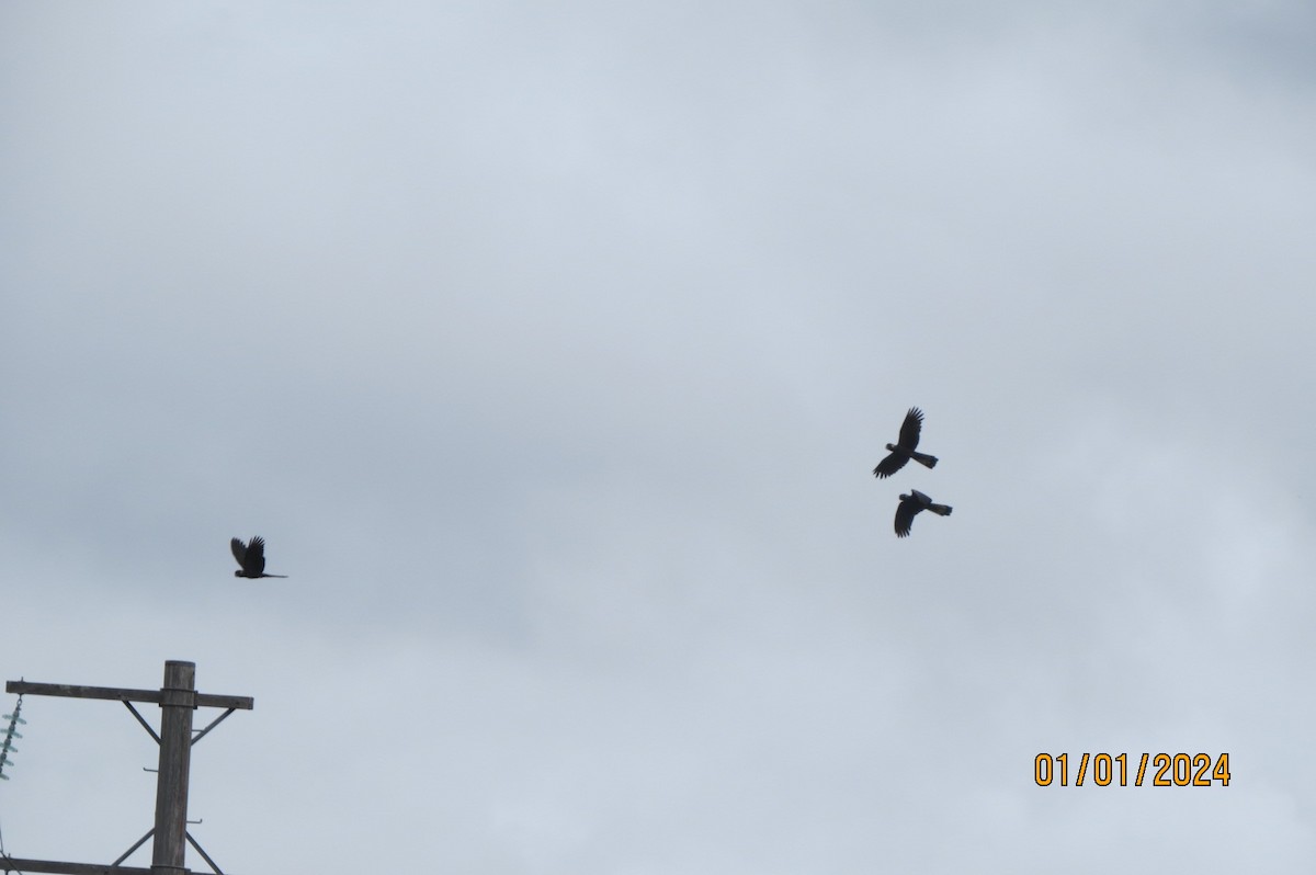 Yellow-tailed Black-Cockatoo - ML612899826