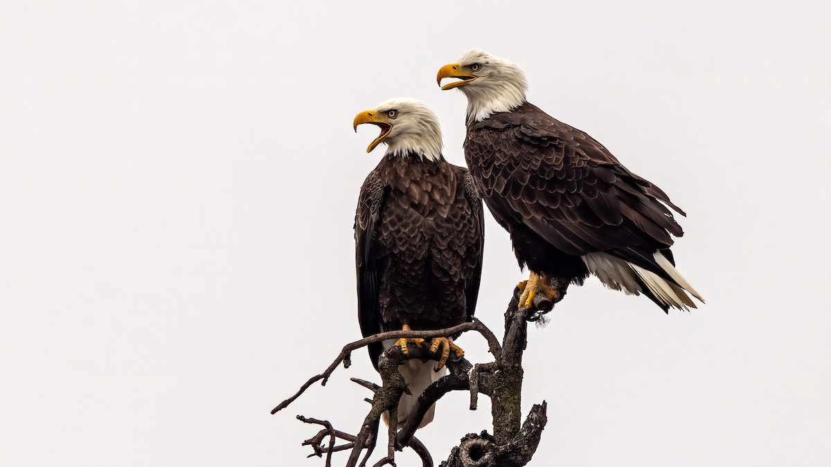 Bald Eagle - ML612899889