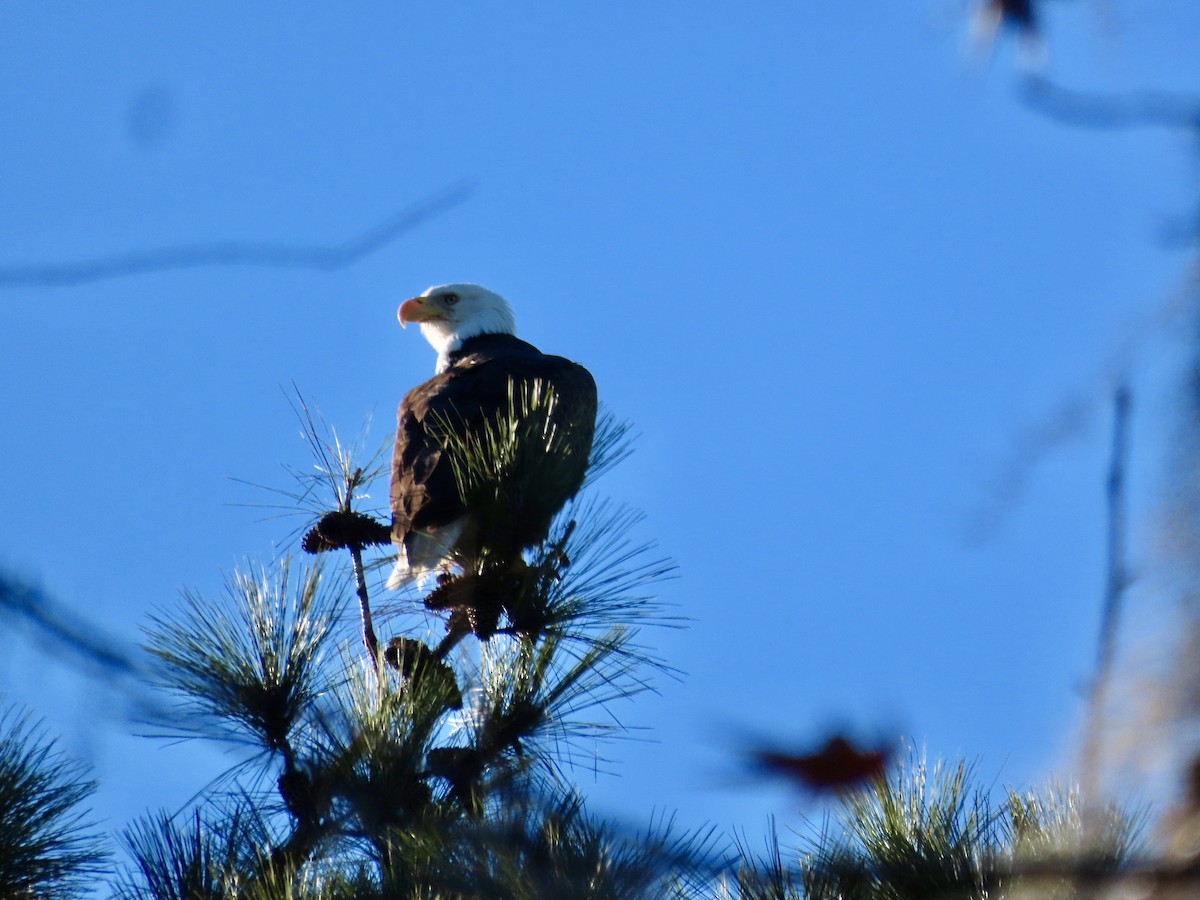 Bald Eagle - Craig Watson