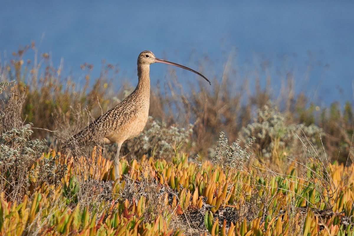 Long-billed Curlew - ML612899909
