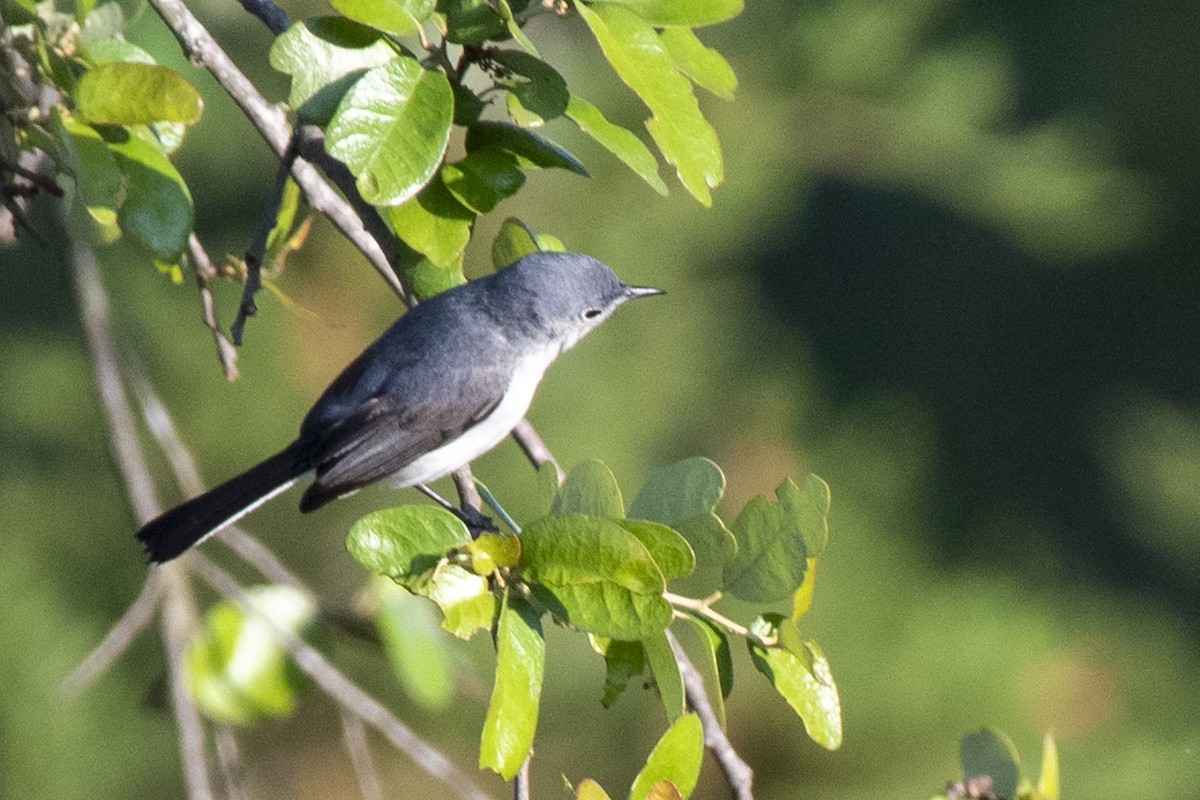 Blue-gray Gnatcatcher - Mark Clegg