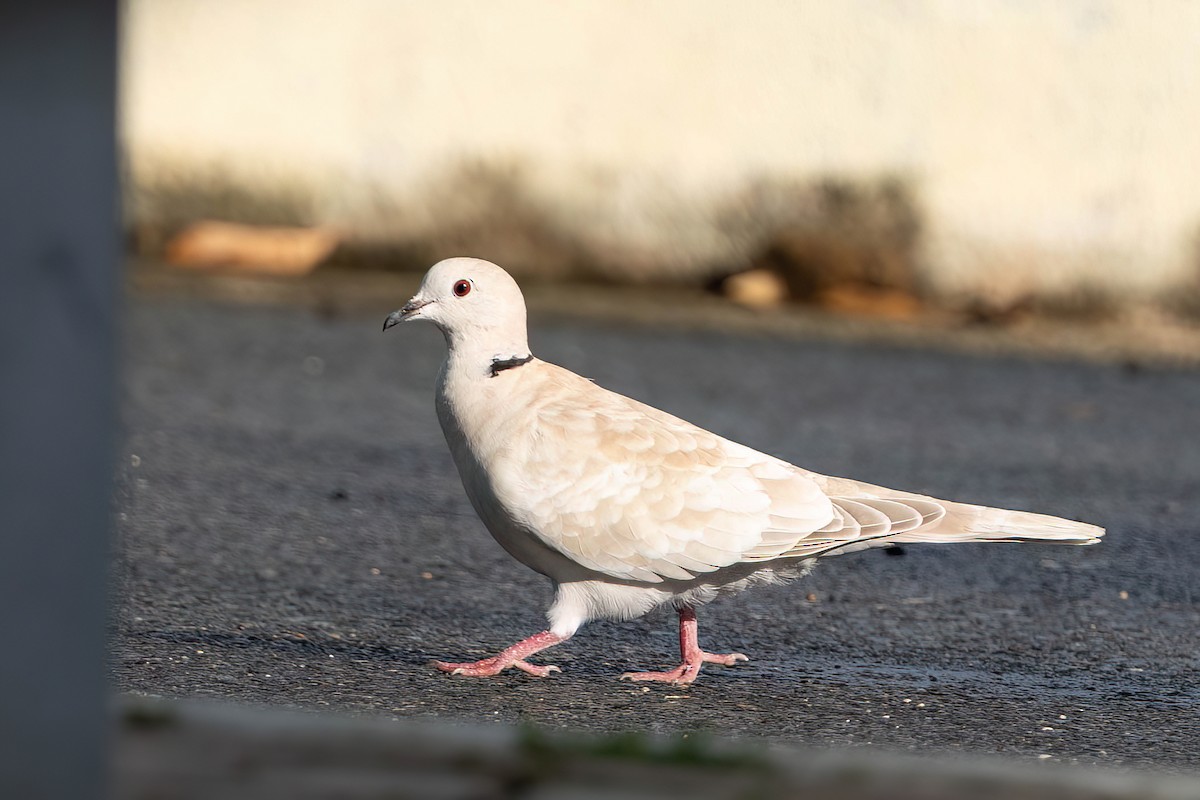 African Collared-Dove - ML612899939