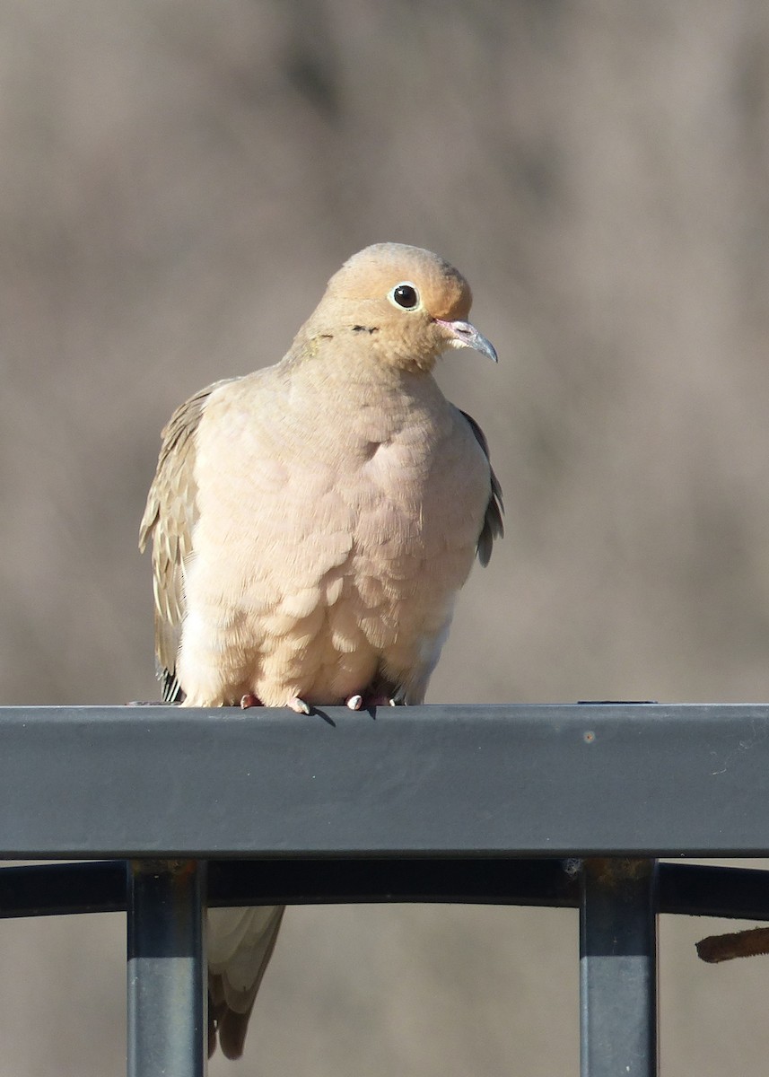 Mourning Dove - ML612899968