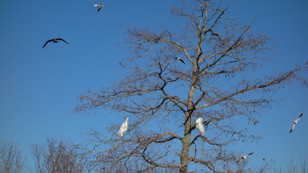 Great Egret - ML612899996