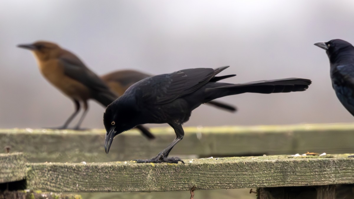 Great-tailed Grackle - ML612900028