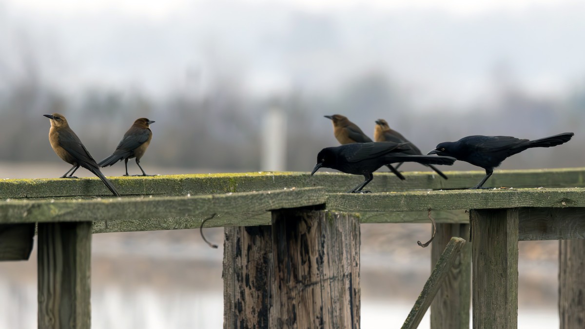 Great-tailed Grackle - ML612900029