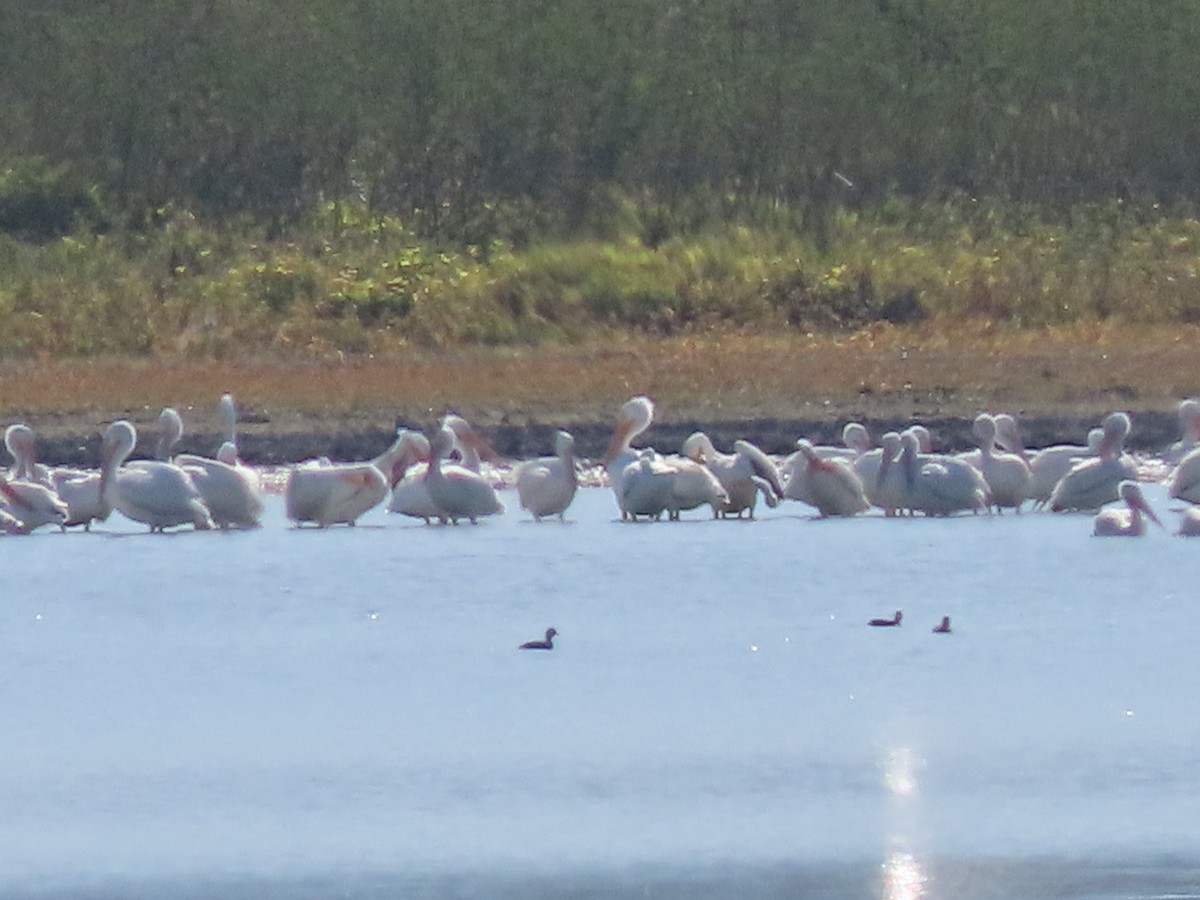 American White Pelican - ML612900126