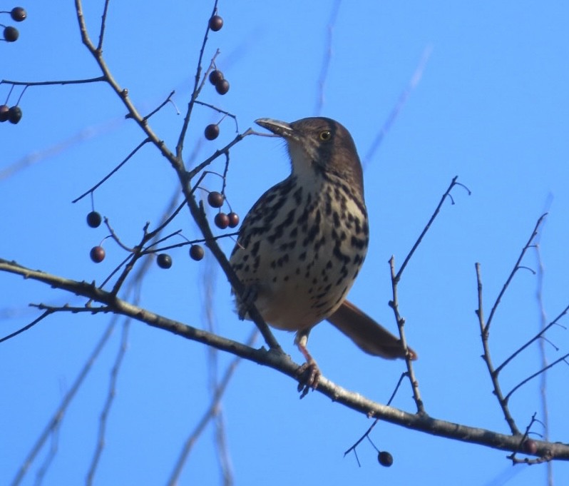 Brown Thrasher - ML612900188