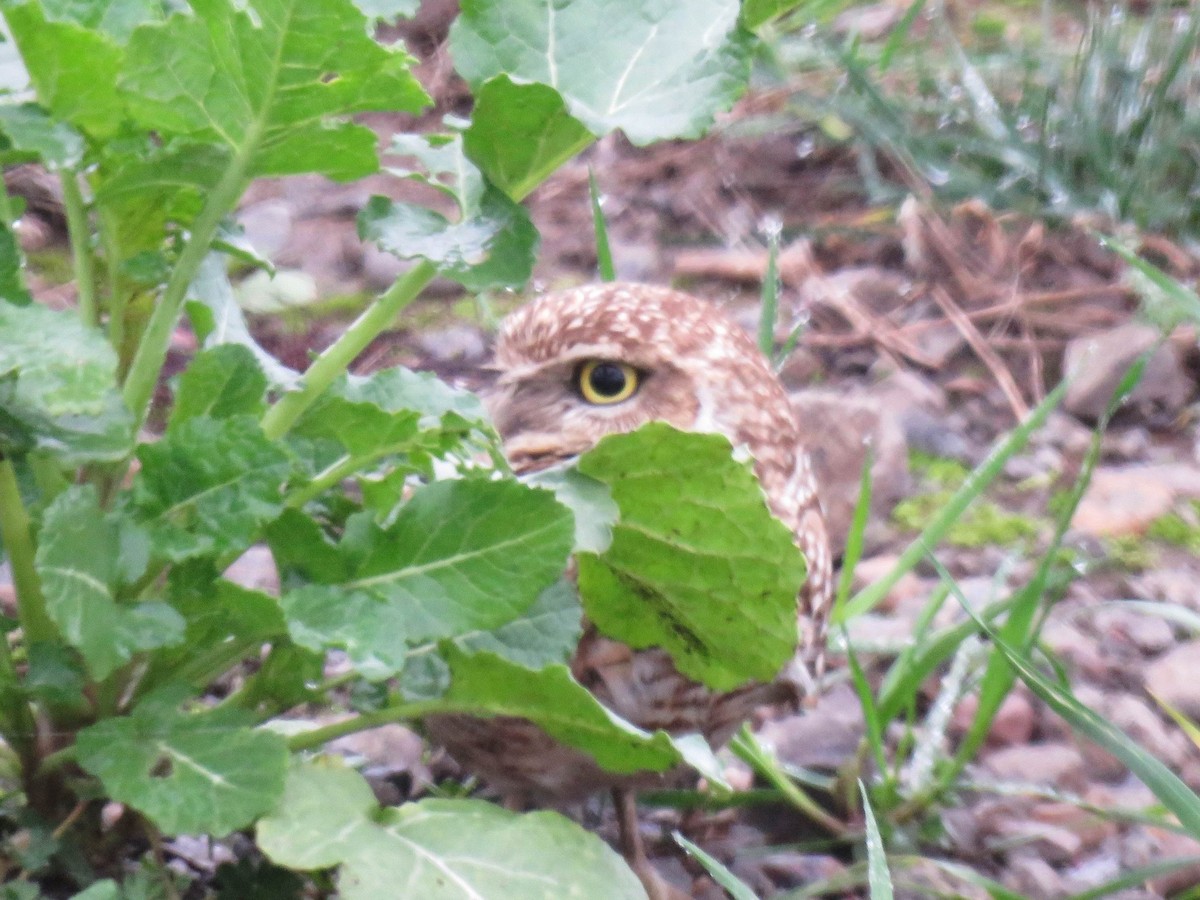 Burrowing Owl - ML612900212