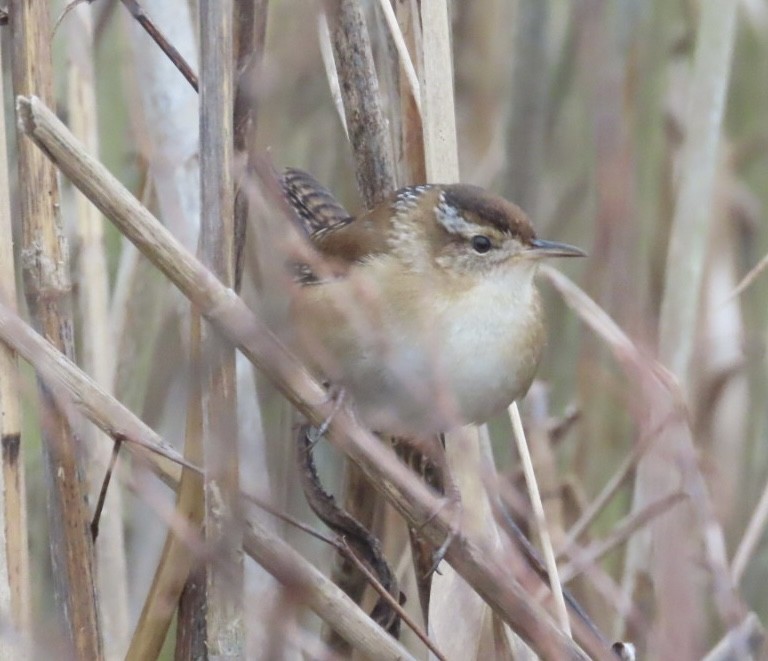 Marsh Wren - ML612900214