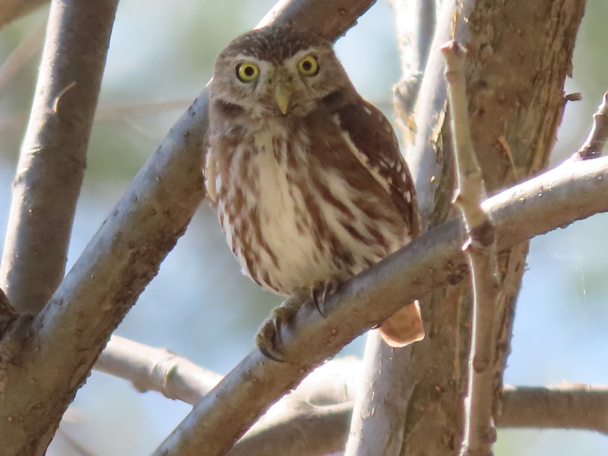 Ferruginous Pygmy-Owl - Annamaria Savarino