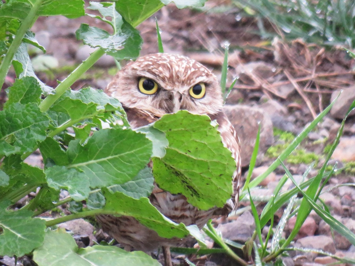 Burrowing Owl - ML612900223