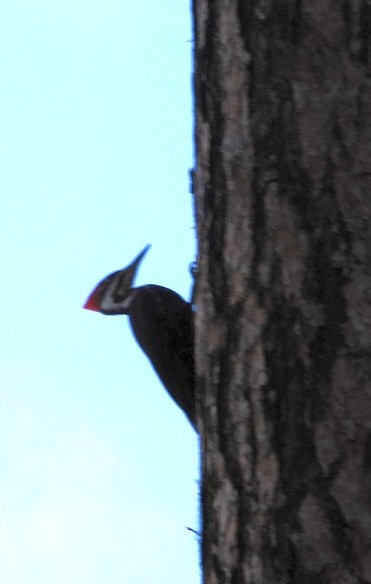 Pileated Woodpecker - ML612900230