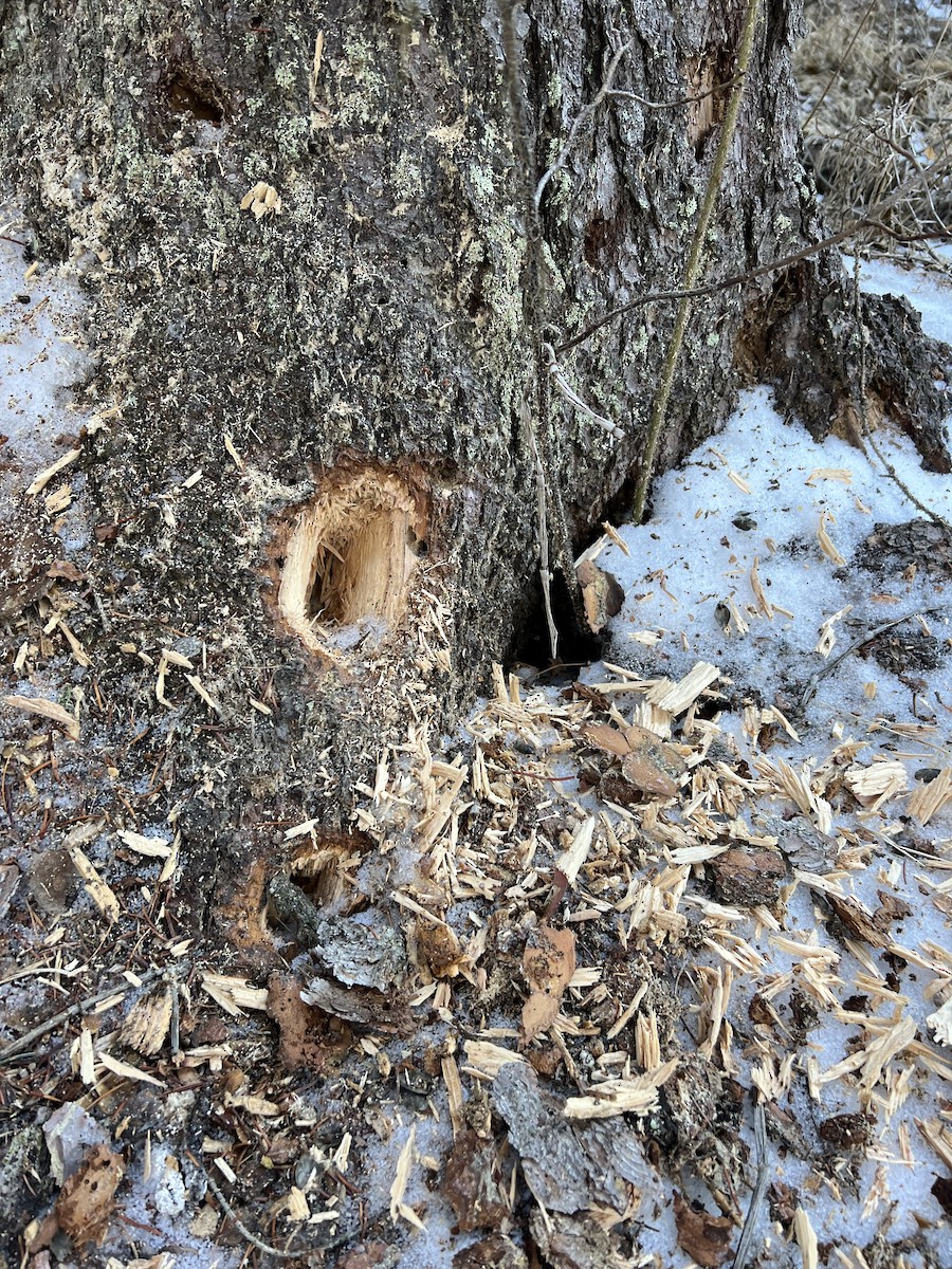 Pileated Woodpecker - Shelly Windett