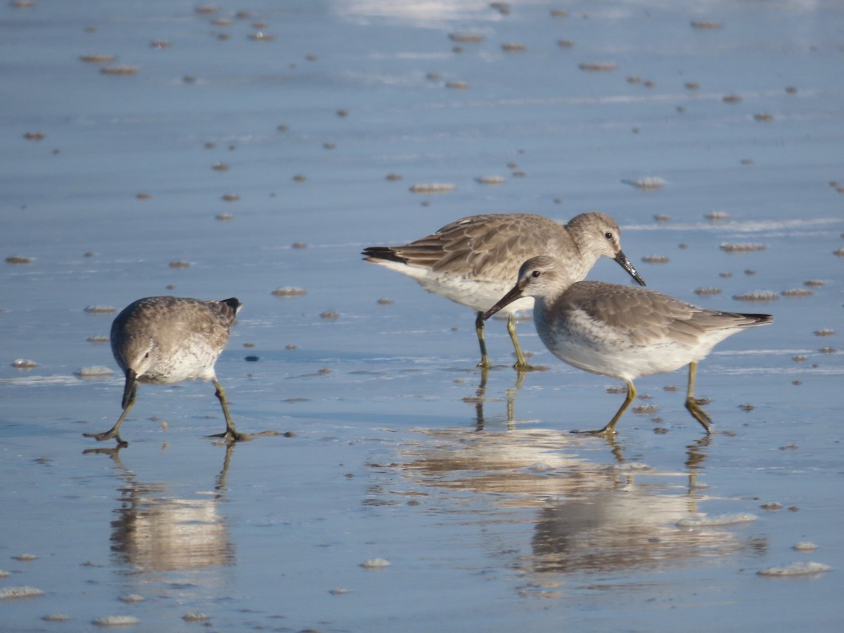 Red Knot - ML612900251