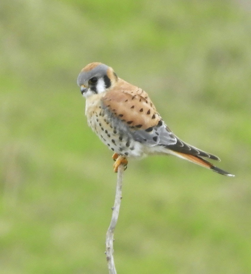 American Kestrel - Sangeet  Khalsa