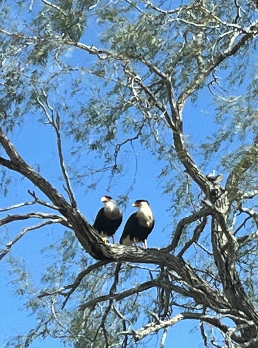 Crested Caracara - Leo Miller