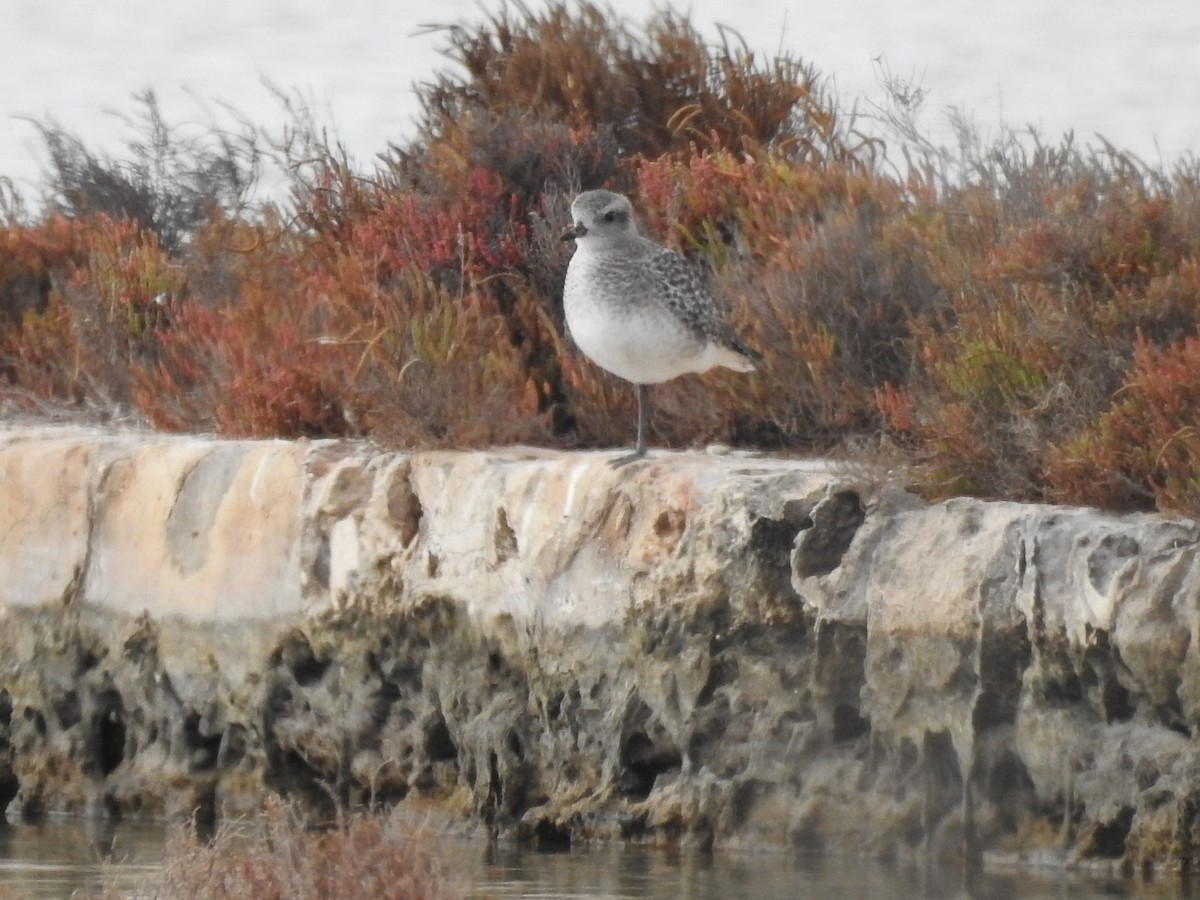 Black-bellied Plover - Cristina Varela