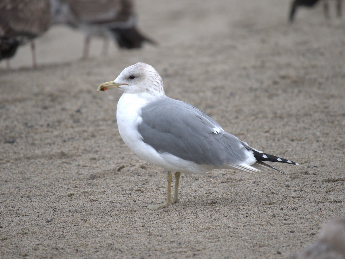 Goéland de Californie - ML612900416