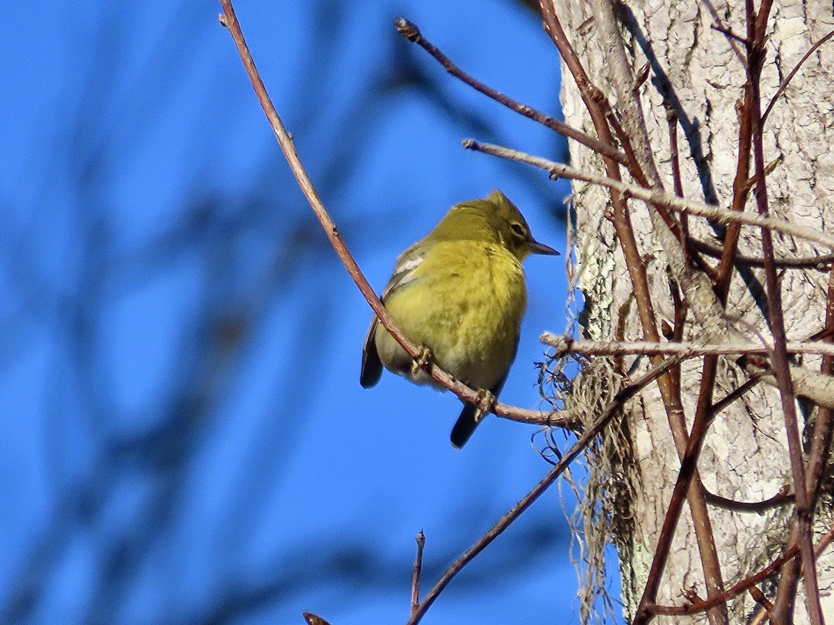 Pine Warbler - Craig Watson