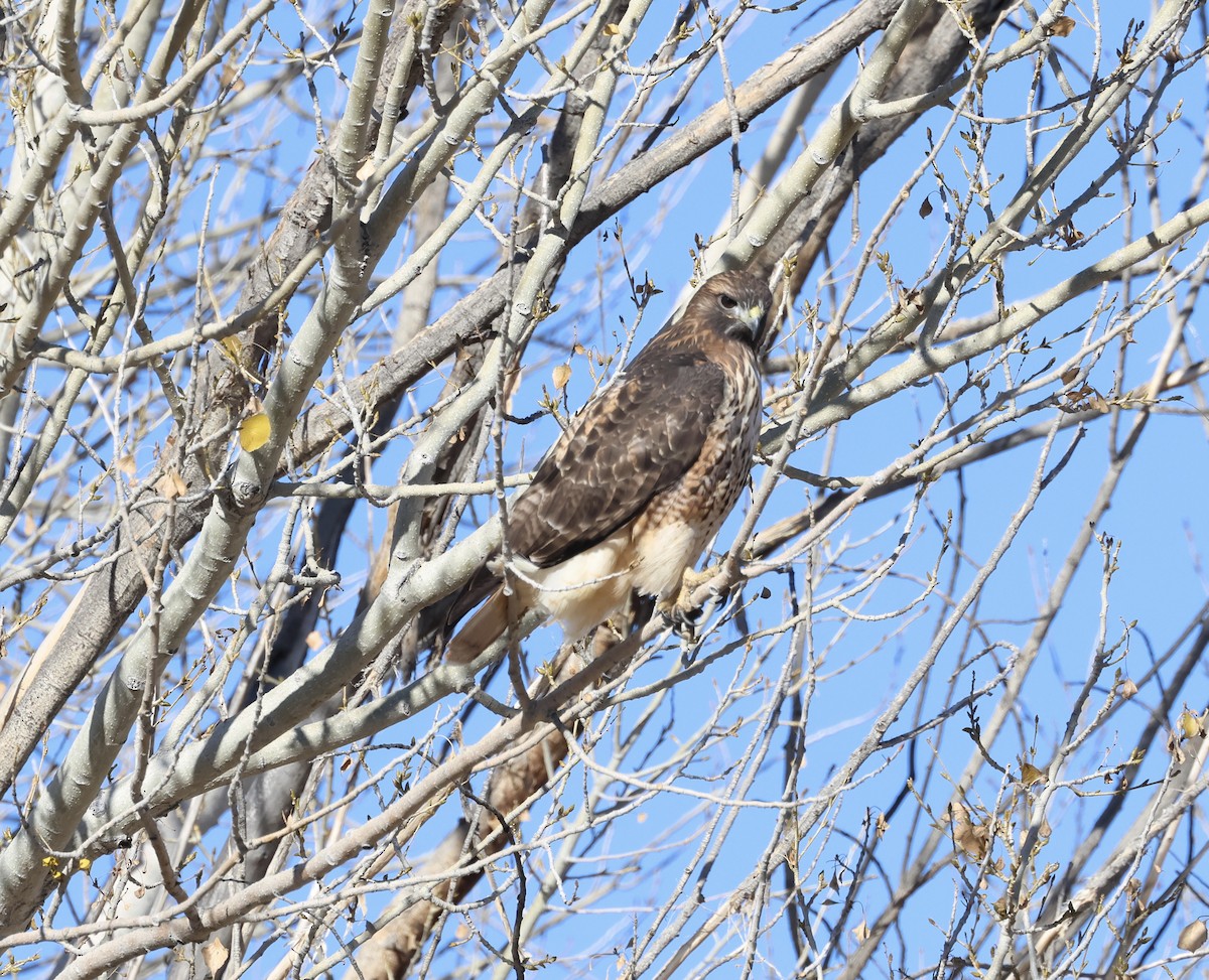 Red-tailed Hawk - ML612900546