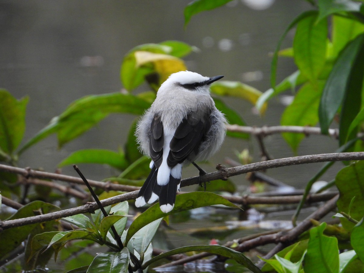 Masked Water-Tyrant - ML612900678