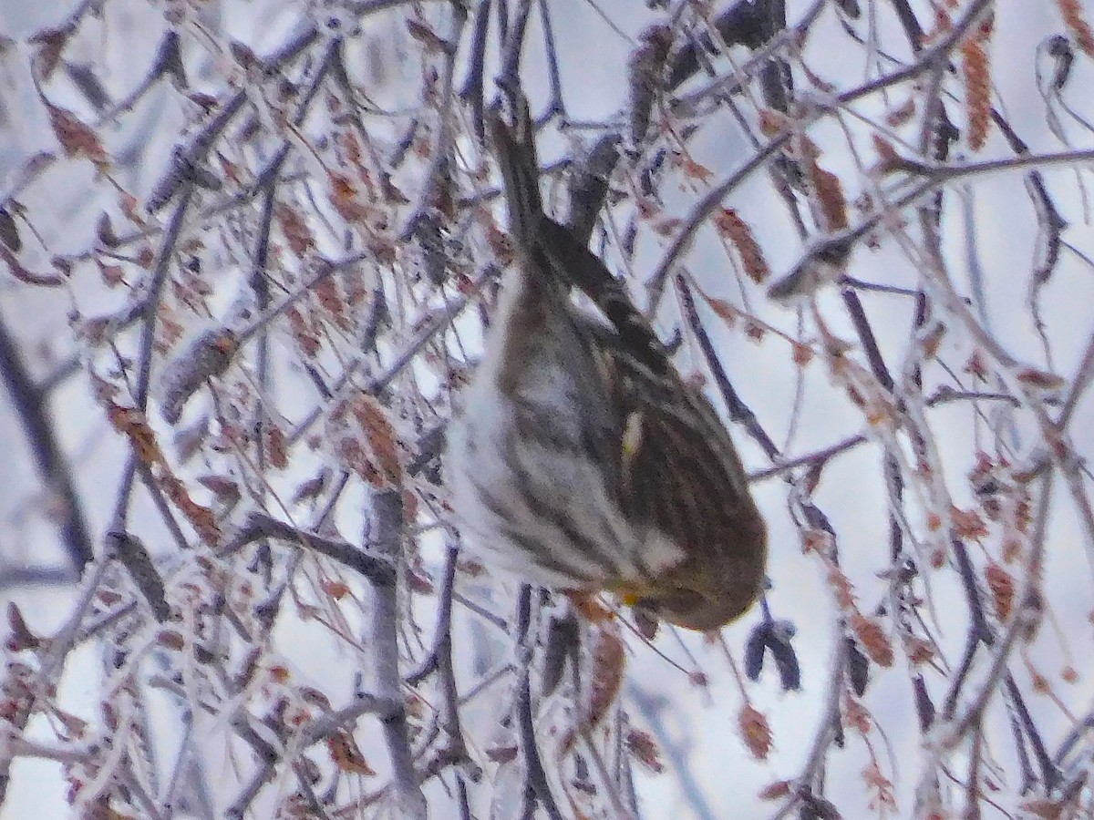 Common Redpoll - ML612900687