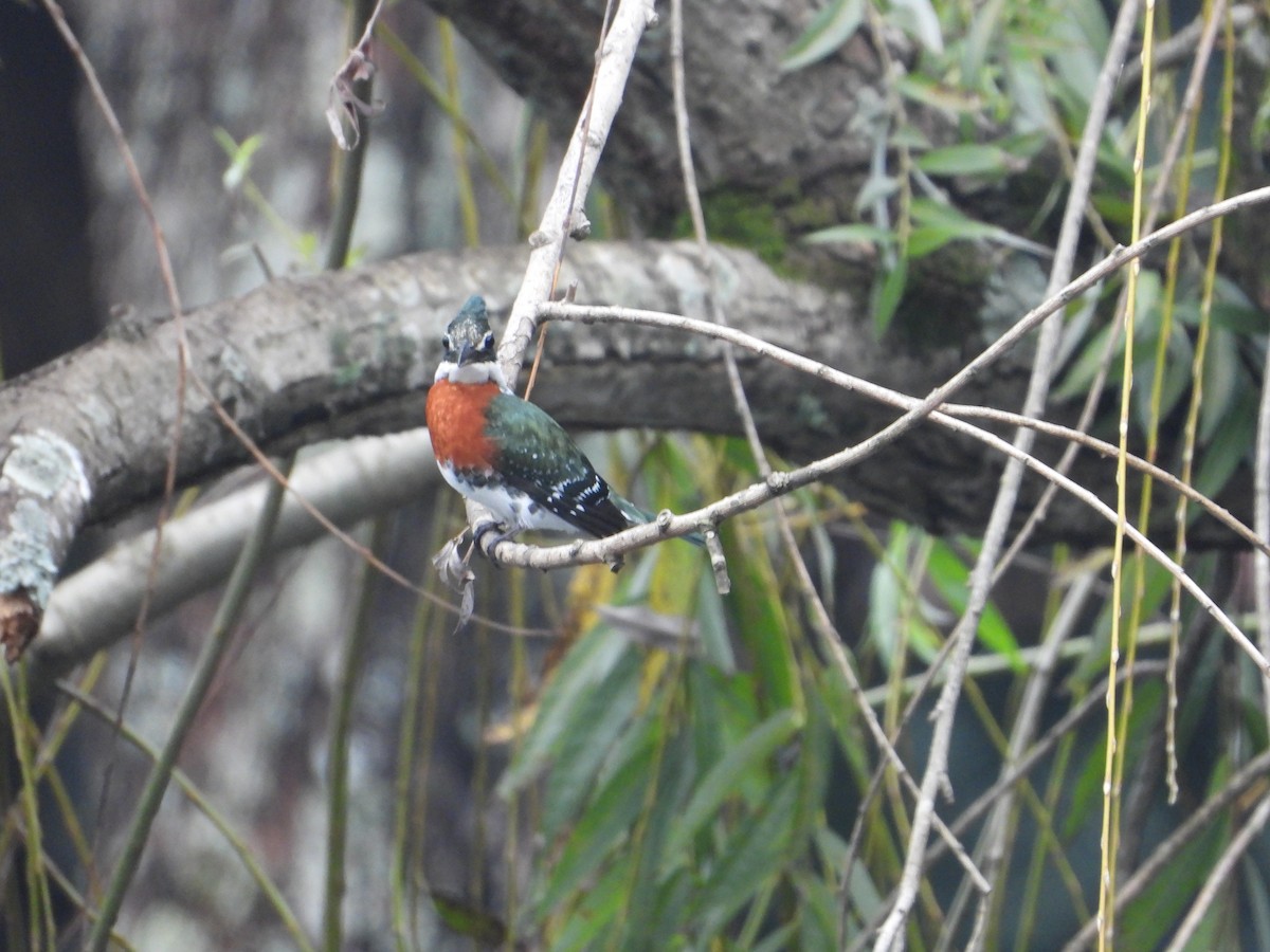 Green Kingfisher - ML612900695