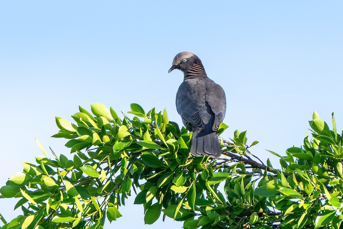 Pigeon à couronne blanche - ML612900712