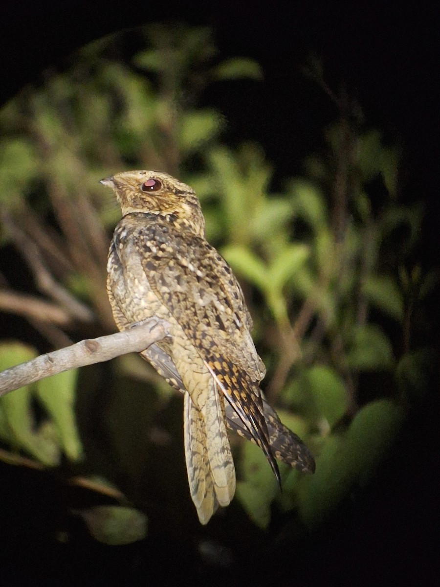 Chuck-will's-widow - ML612900713