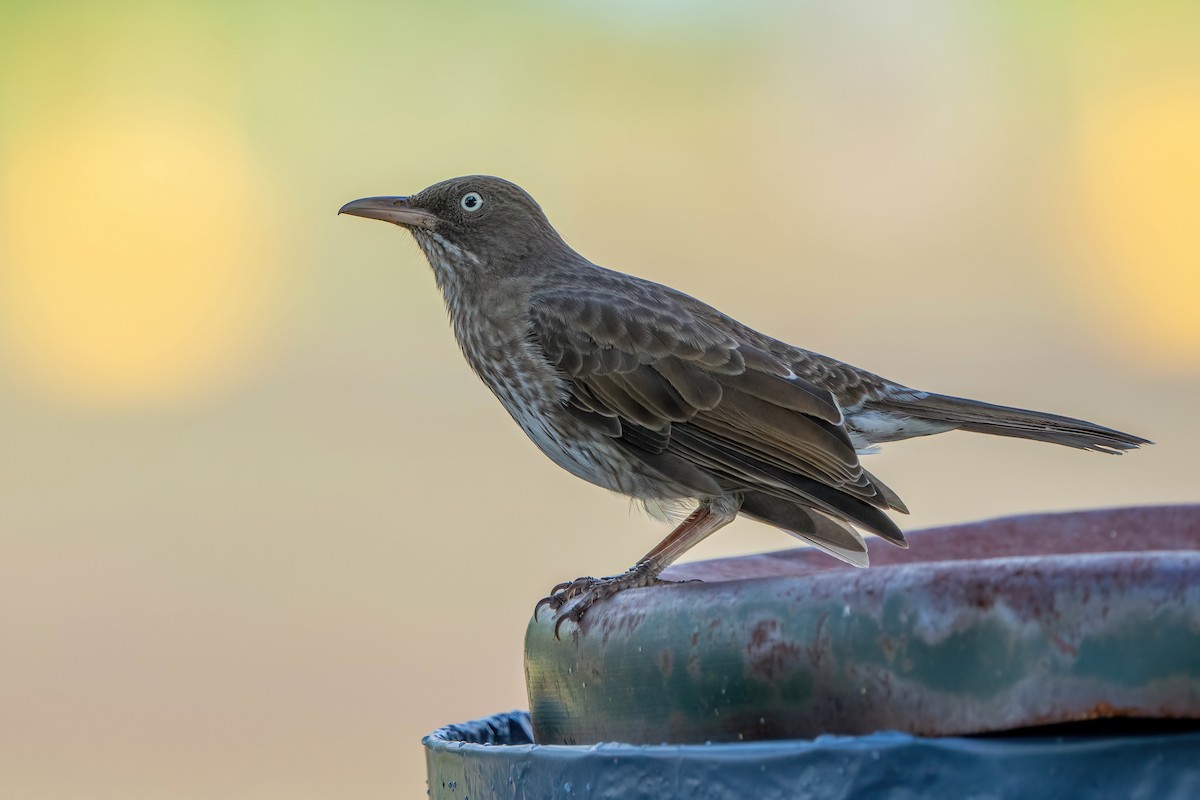 Pearly-eyed Thrasher - ML612900723