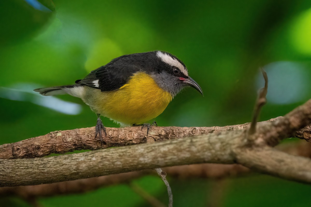 Sucrier à ventre jaune - ML612900741