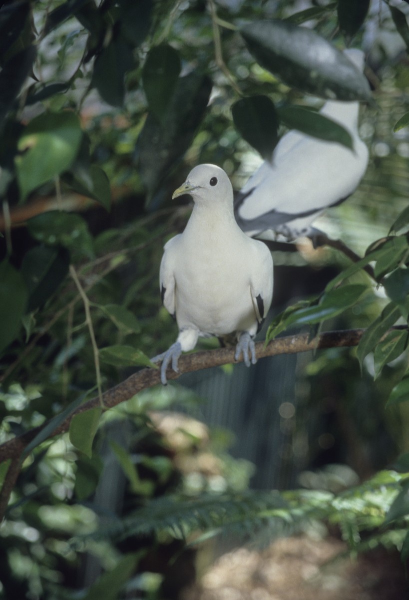 Ducula sp. - ML612900874