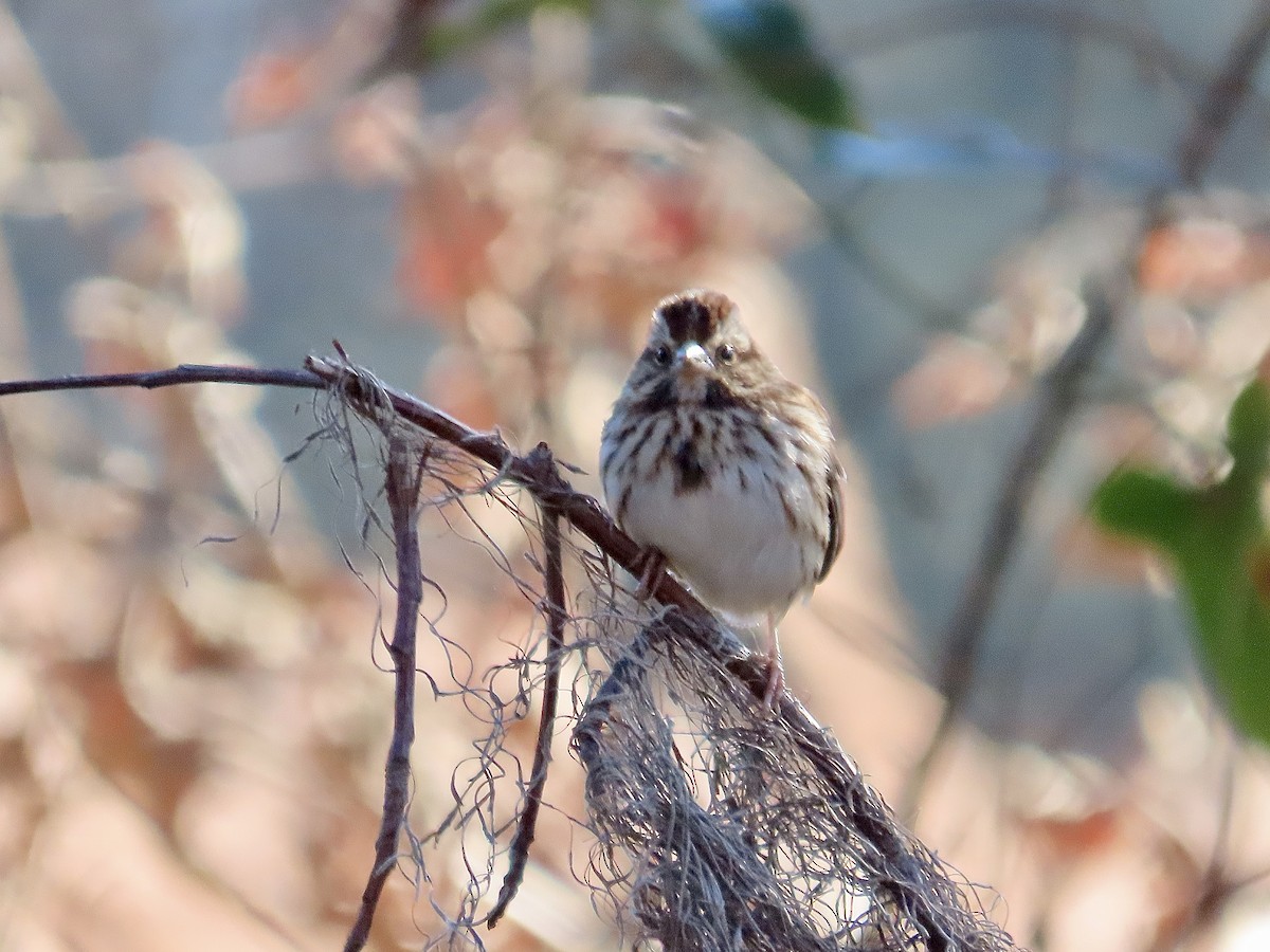 Song Sparrow - ML612900889