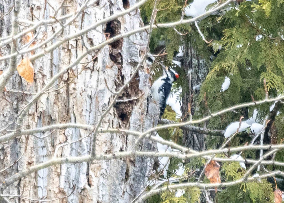 Hairy Woodpecker - Ken Pride