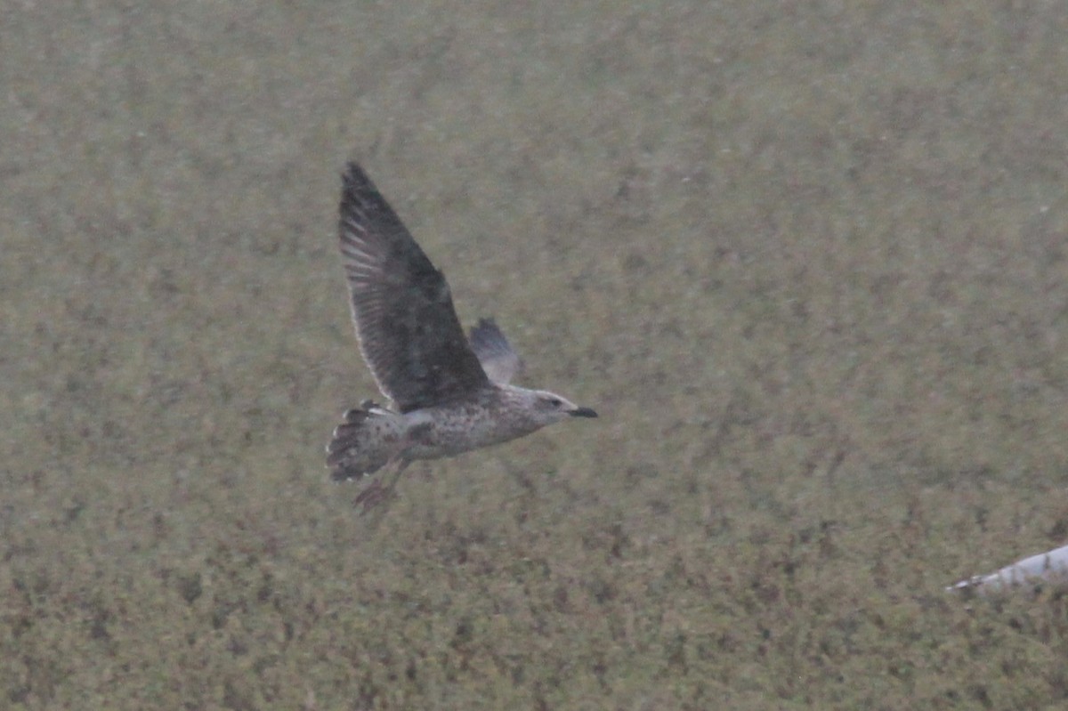 Lesser Black-backed Gull - Quinten Wiegersma