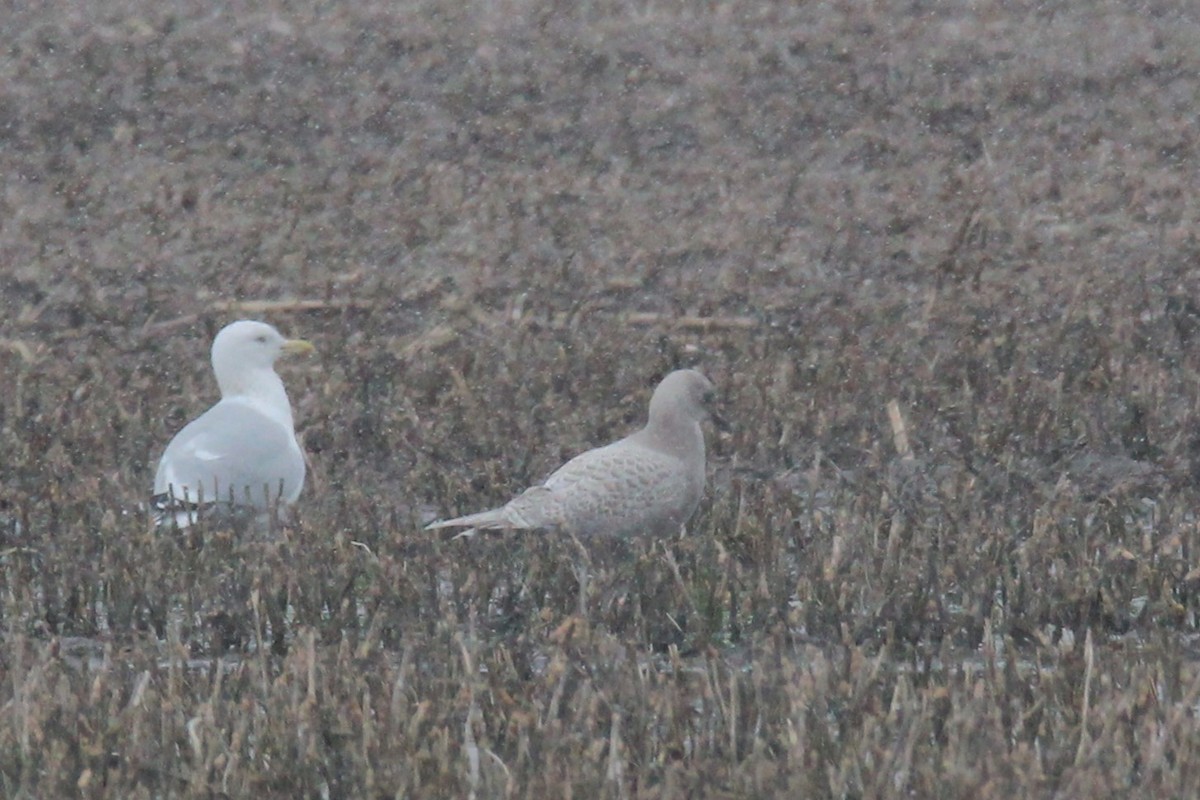 Iceland Gull (kumlieni) - Quinten Wiegersma