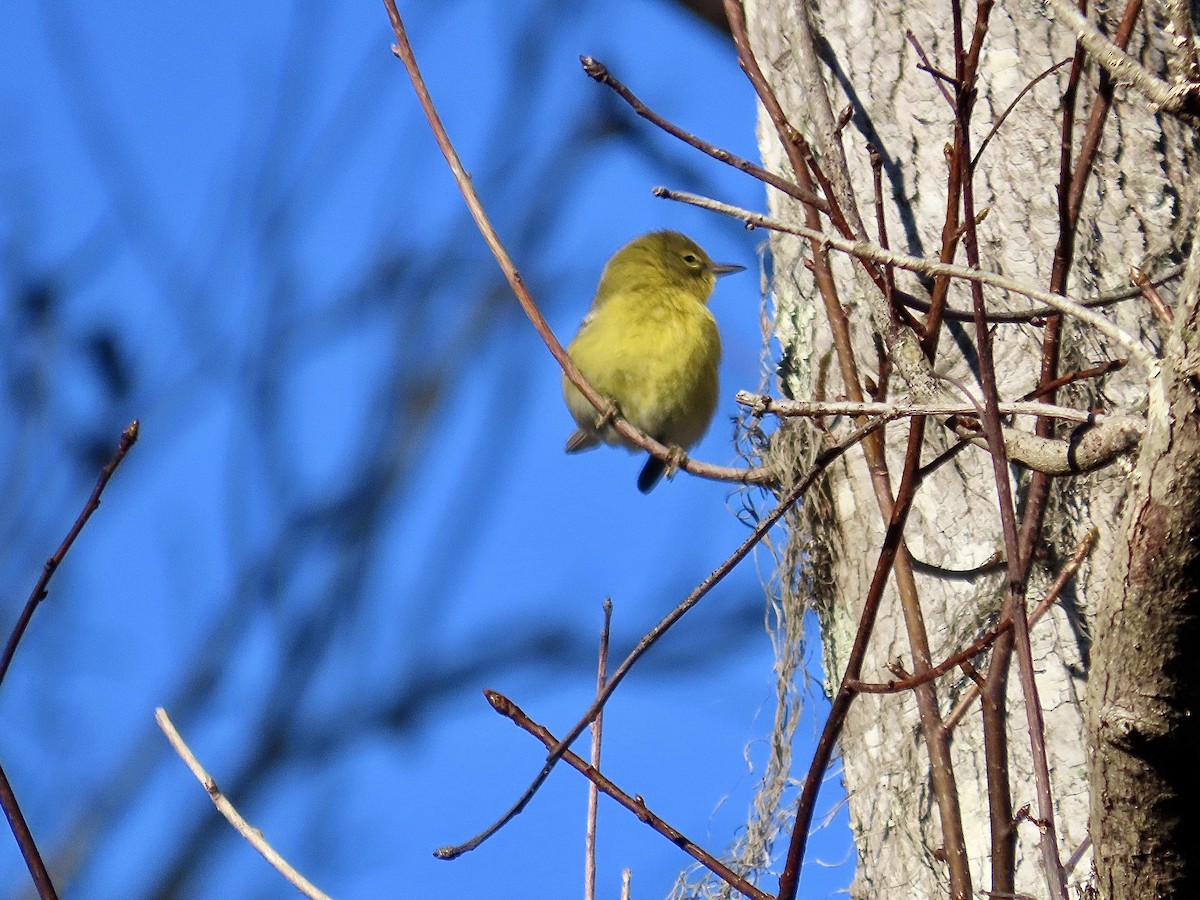 Pine Warbler - ML612901042