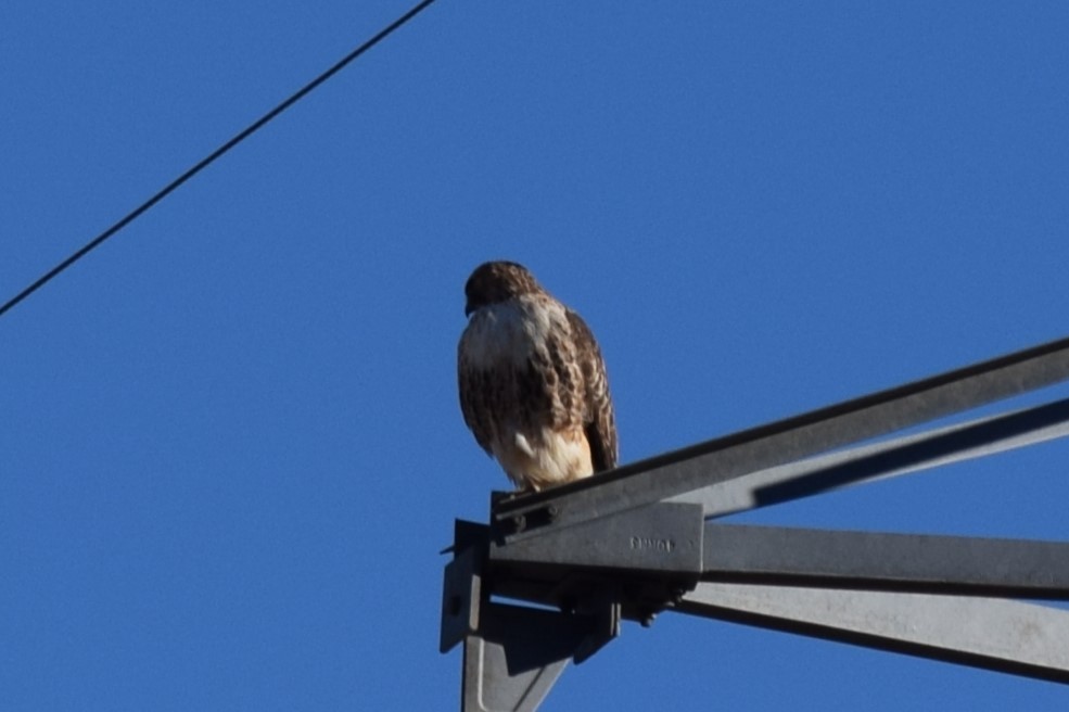 Red-tailed Hawk (calurus/alascensis) - ML612901101