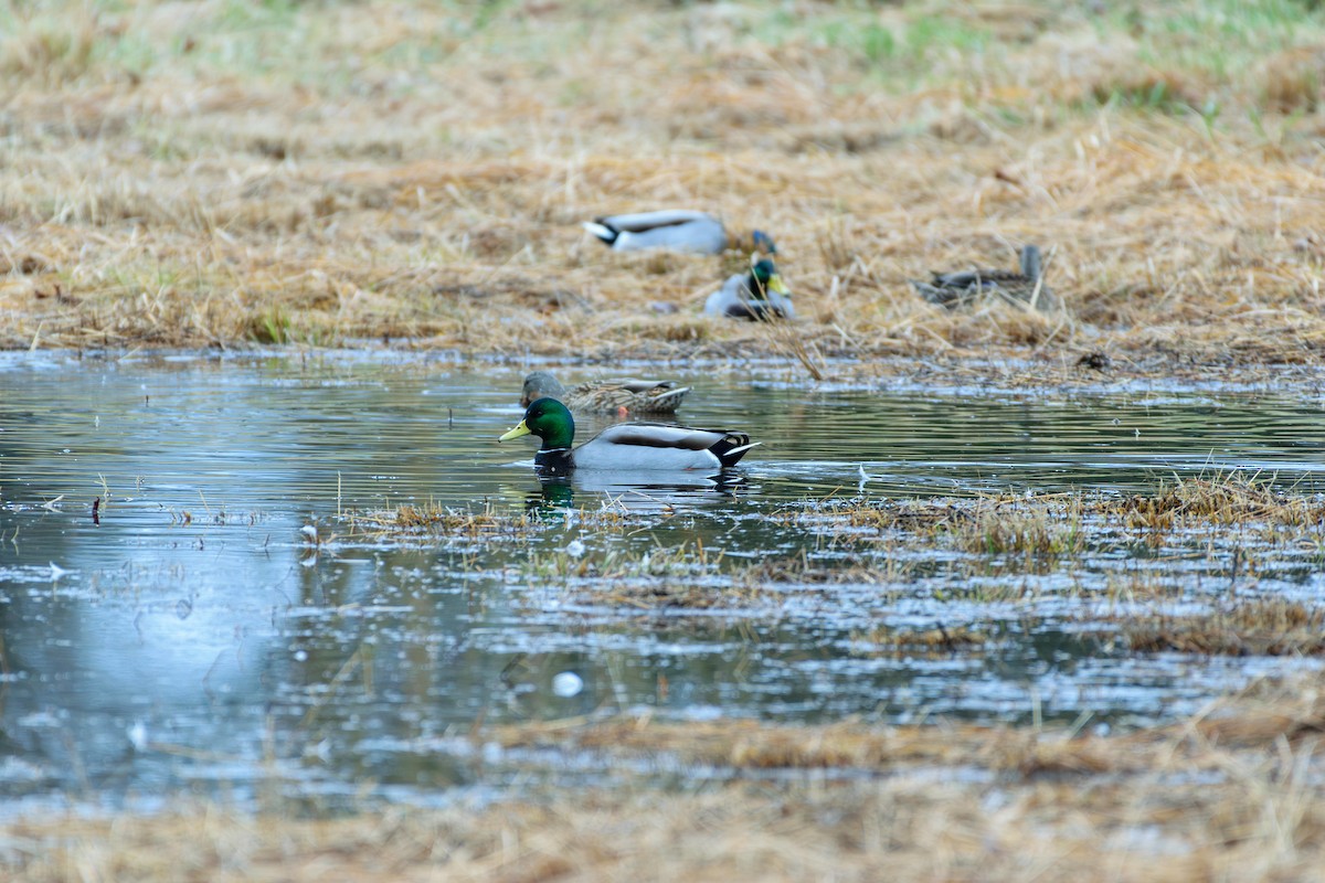 Mallard - Andrew W.